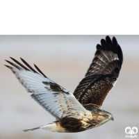 گونه سارگپه پرپا Rough-legged Buzzard